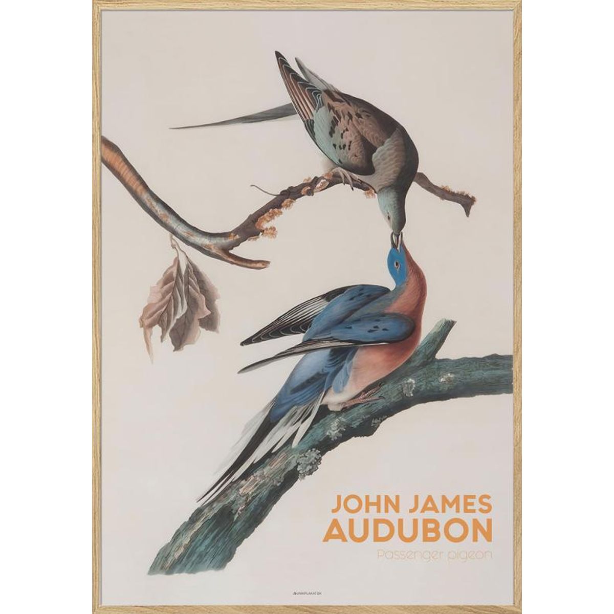 Audubon plakat - Passenger pigeon