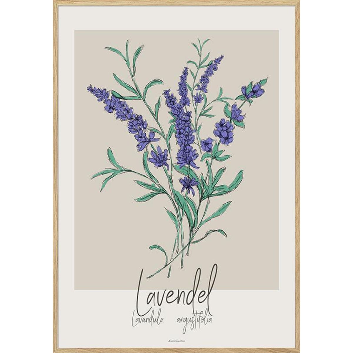 Kunstplakat - Lavendel