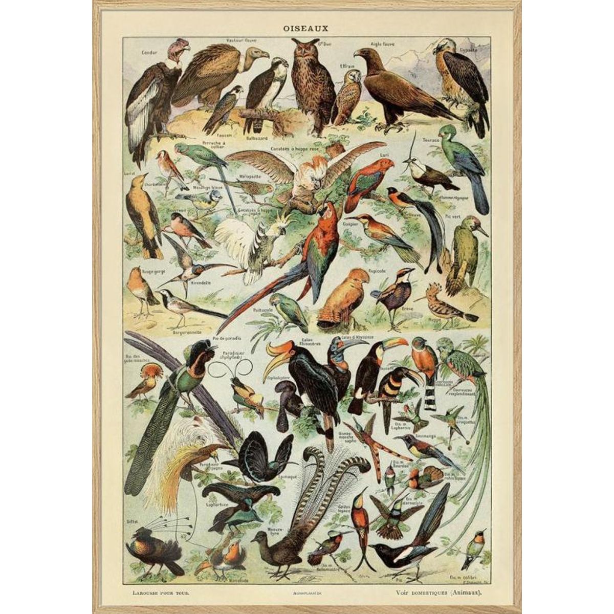 Adolphe Millot - Oiseaux Pour Tous - Plakat med fugle