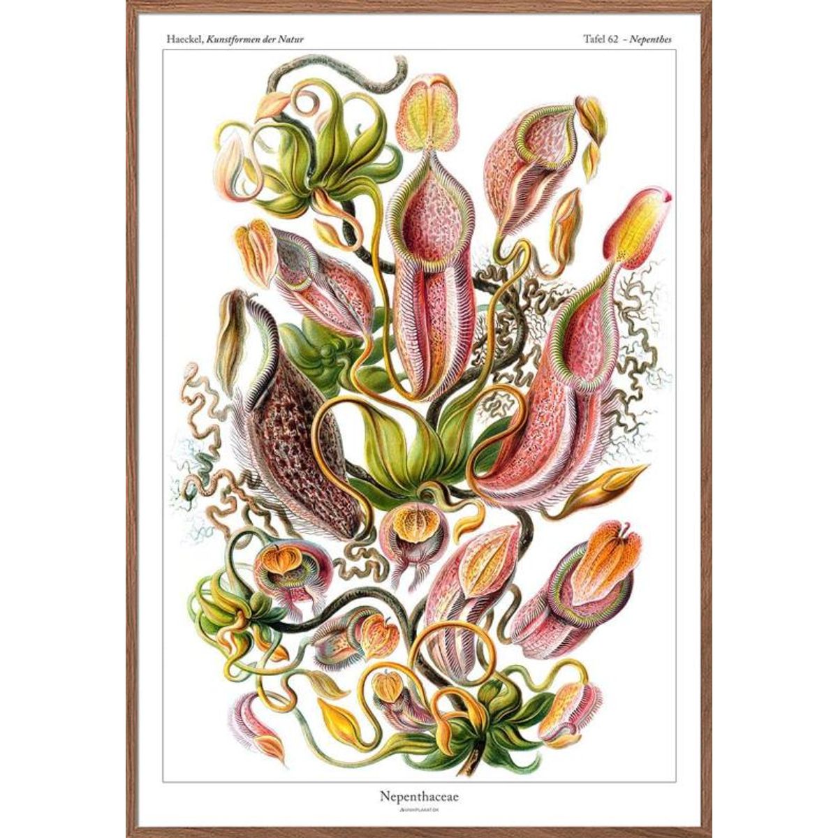 Ernst Haeckel - Nepenthaceae (kandebærer)