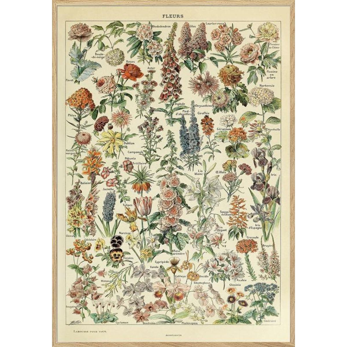 Adolphe Millot - Fleurs - Blomsterplakat