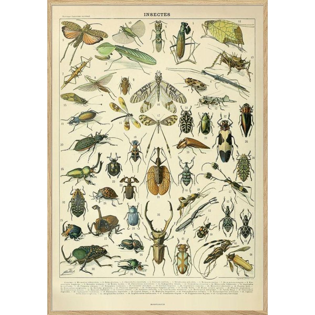 Adolphe Millot - Insectes - Insektplakat