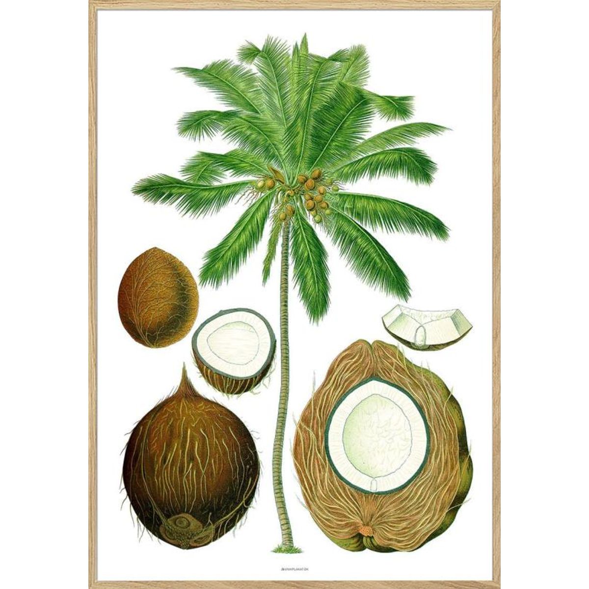 Köhlers Medizinal Pflanzen - Cocos Nucifera - Genoptryk af retromotiv med palme