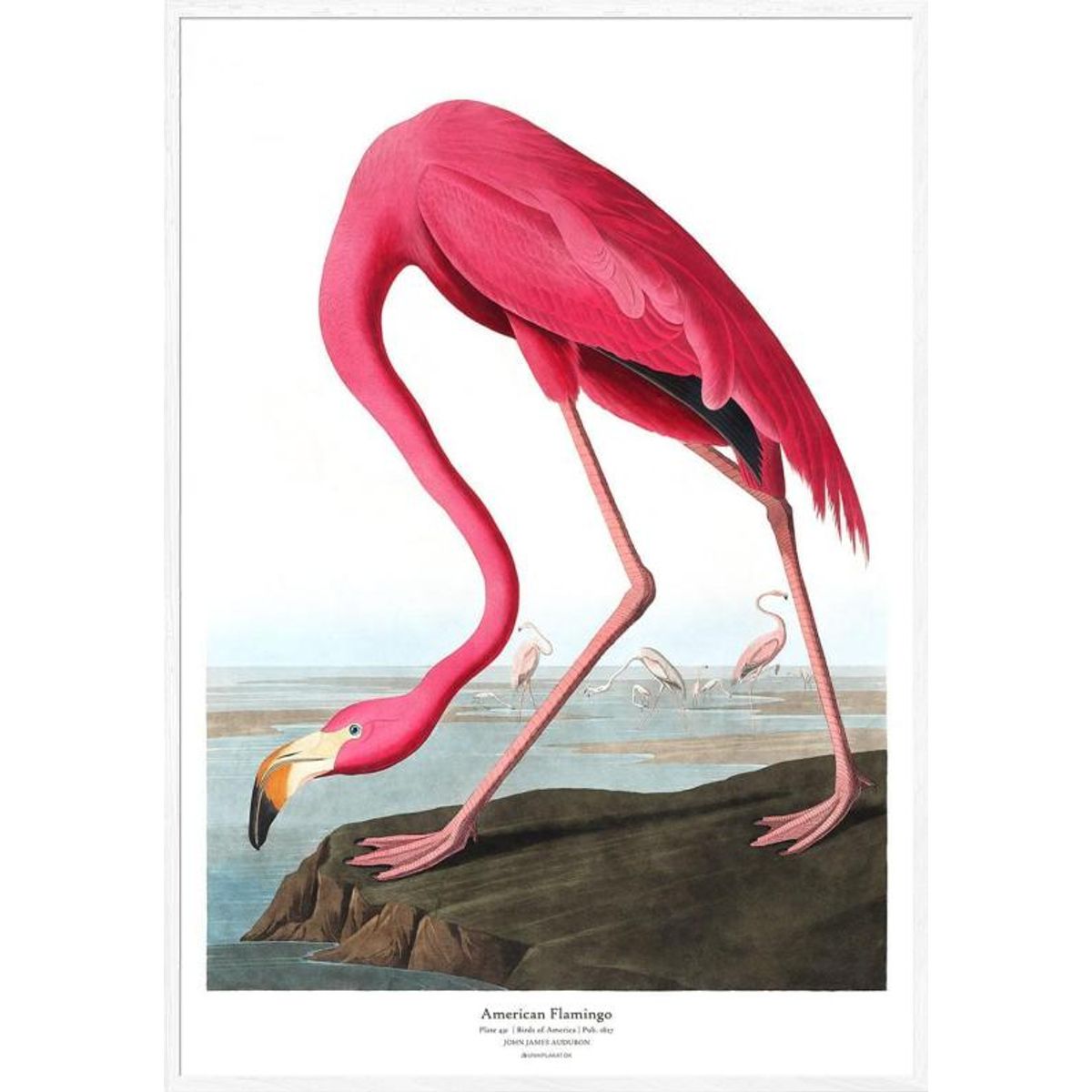 American Flamingo af John James Audubon