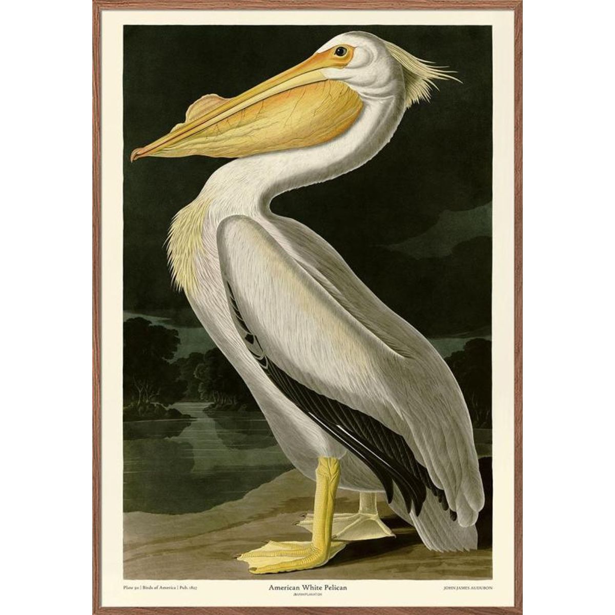 American White Pelican - John James Audubon retroplakat