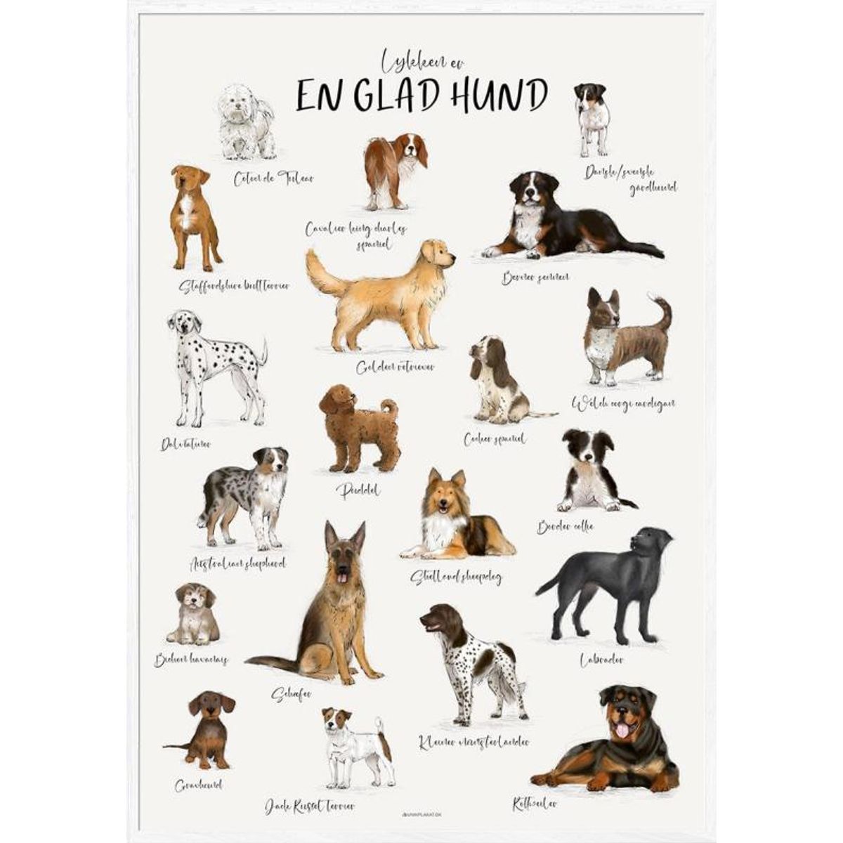 Plakat med hunderacer - 20 dejlige [og håndtegnede] hunde