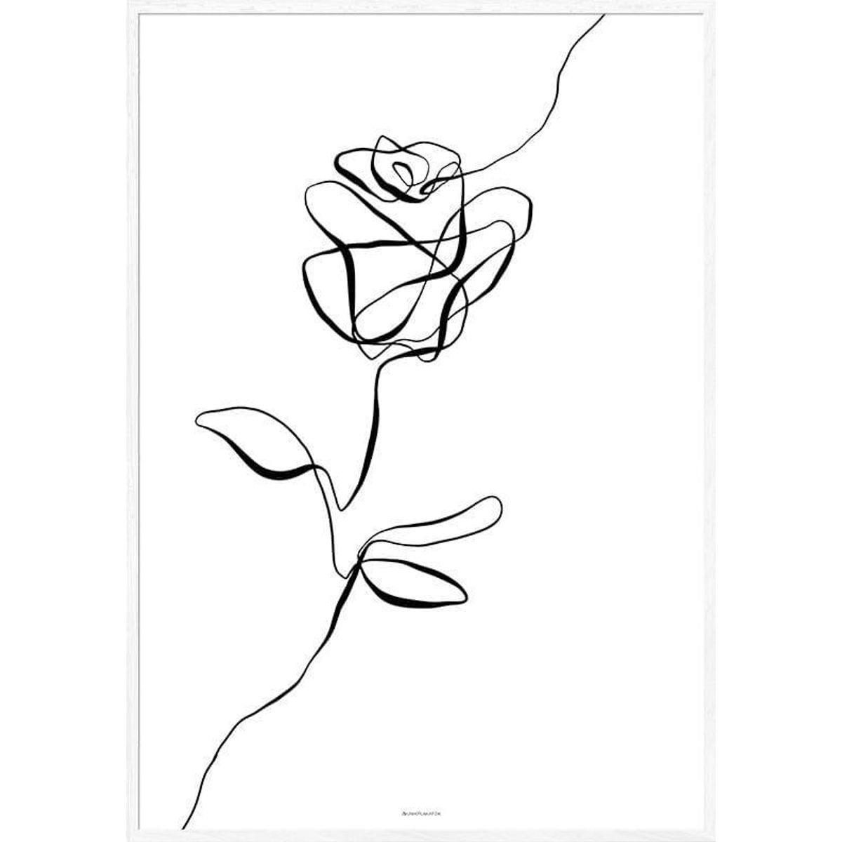 Rose - line art plakat