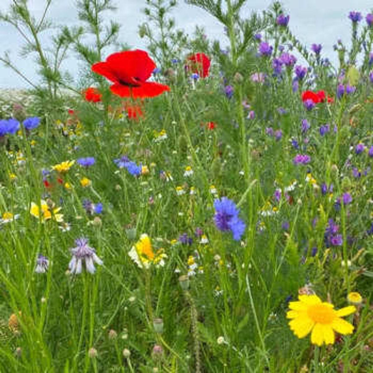 Linds Biodiversity Wildflower blomsterblanding, 1 kg