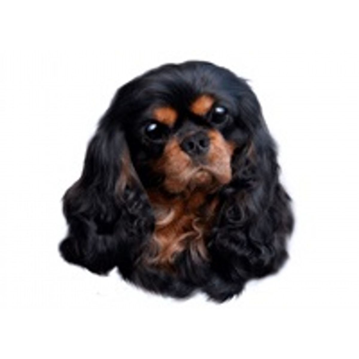 Cavalier King Charles Spaniel, Black & Tan. Vælg: klistermærke, mm.