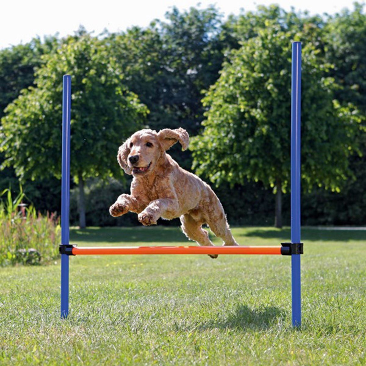 Agility Spring til hunde