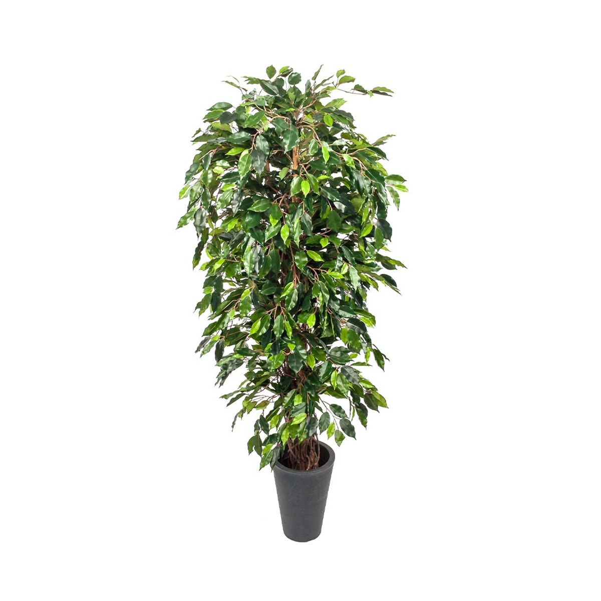 Ficus Benjamini 180 cm (1.440 blade)