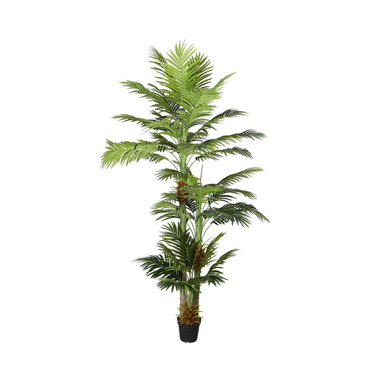 Areca palme 290 cm med 41 palmeblade