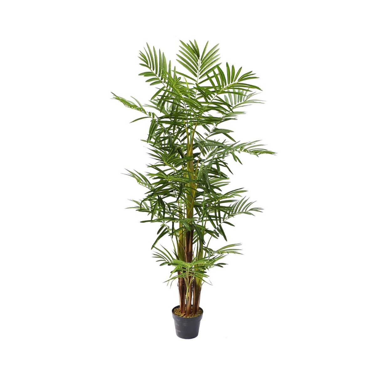 Areca palme 160 cm med 25 palmeblade - flerstammet