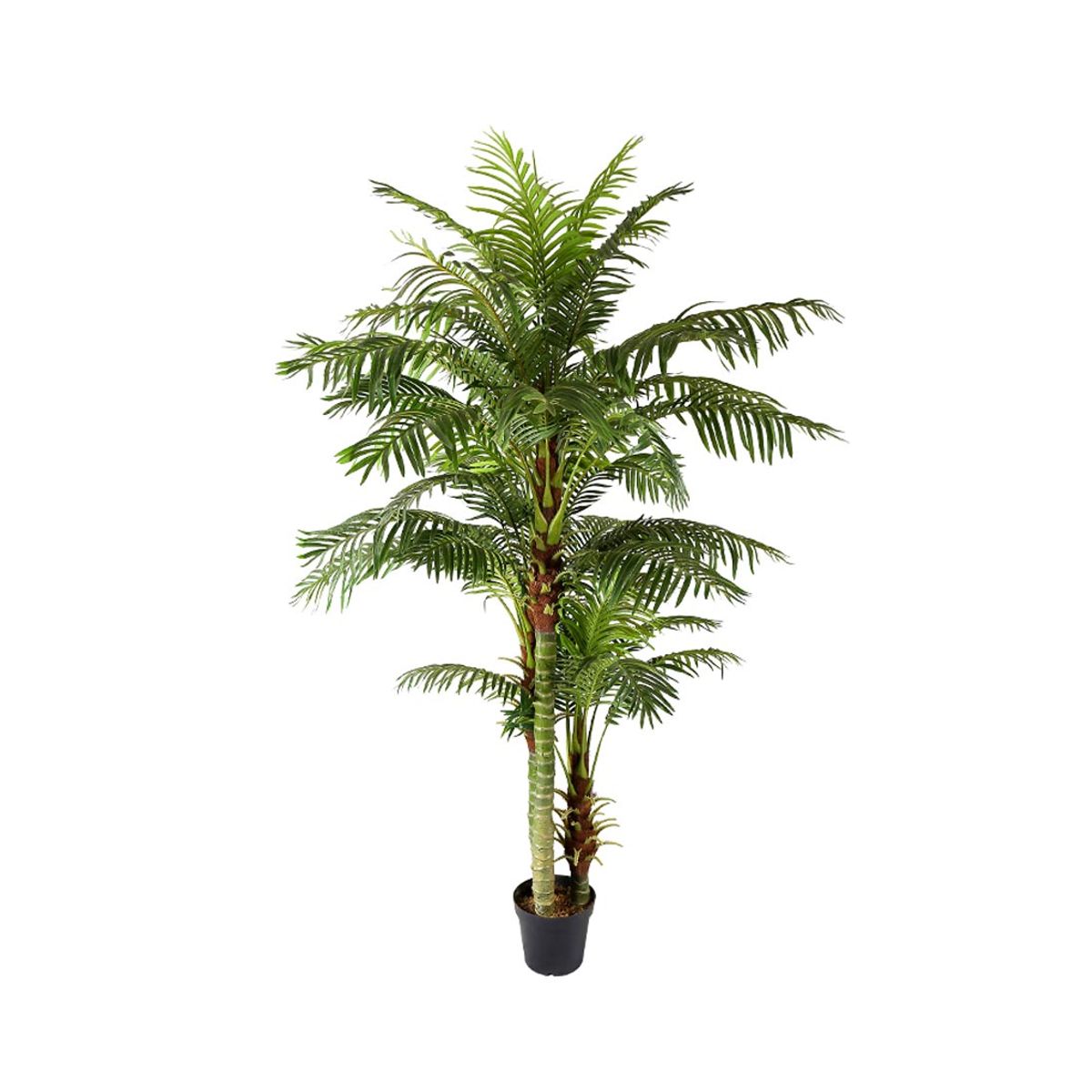 Areca palme 235 cm med 45 palmeblade