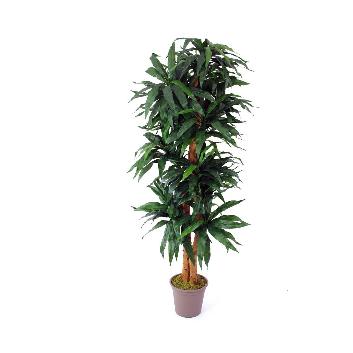 Dracena palme 200 cm med 368 blade