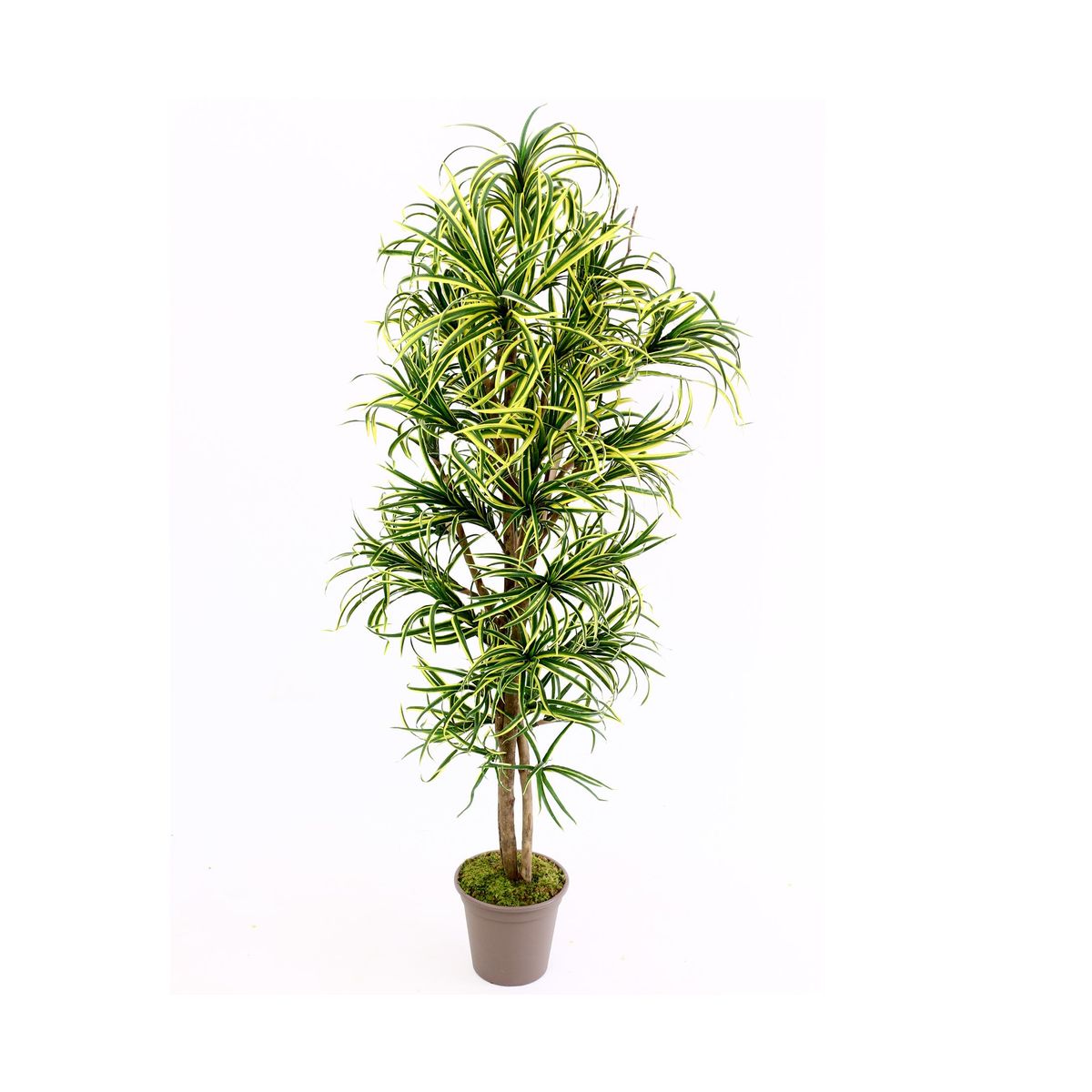 Dracena palme 150 cm med 560 blade