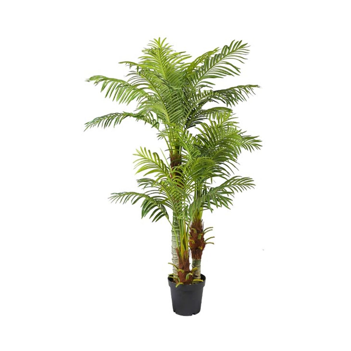 Areca palme 180 cm med 30 palmeblade