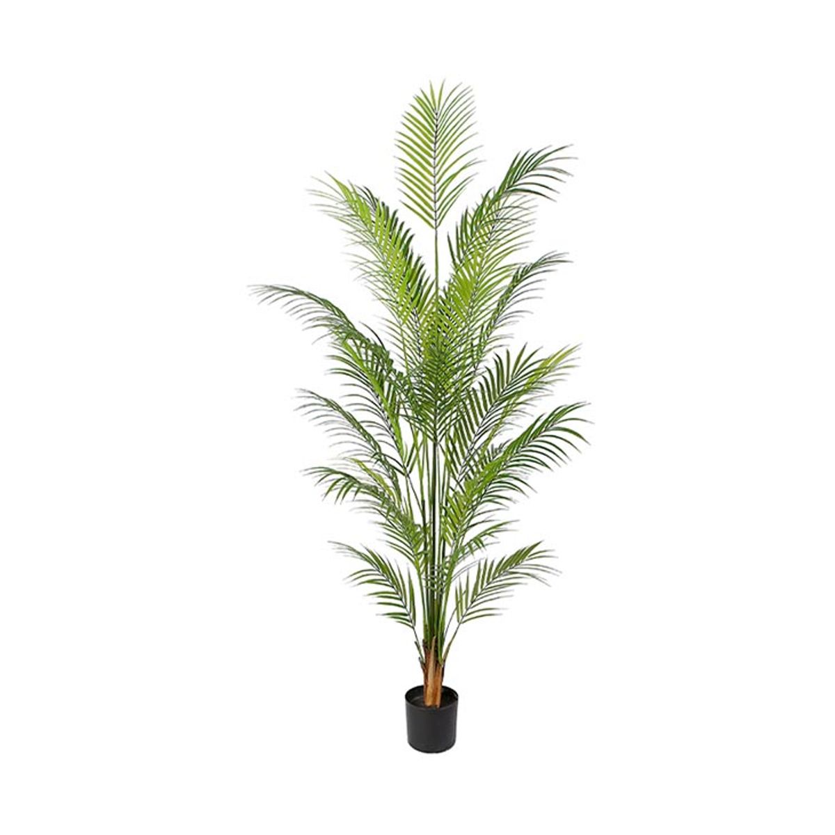 Areca palme 150 cm med 14 palmeblade