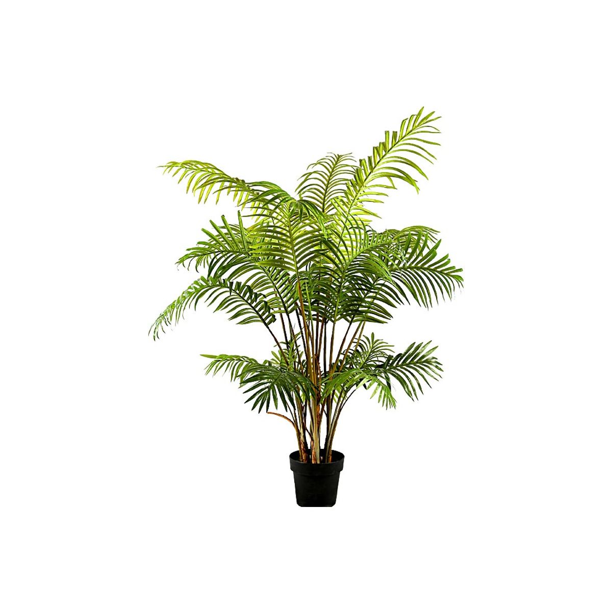 Areca palme 150 cm med 21 palmeblade