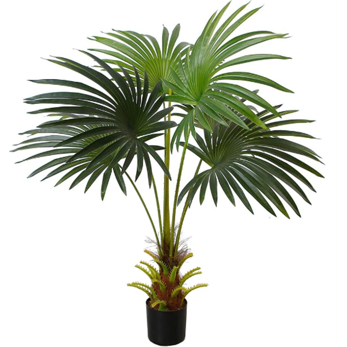 Cycus palme med tyk stamme 95 cm