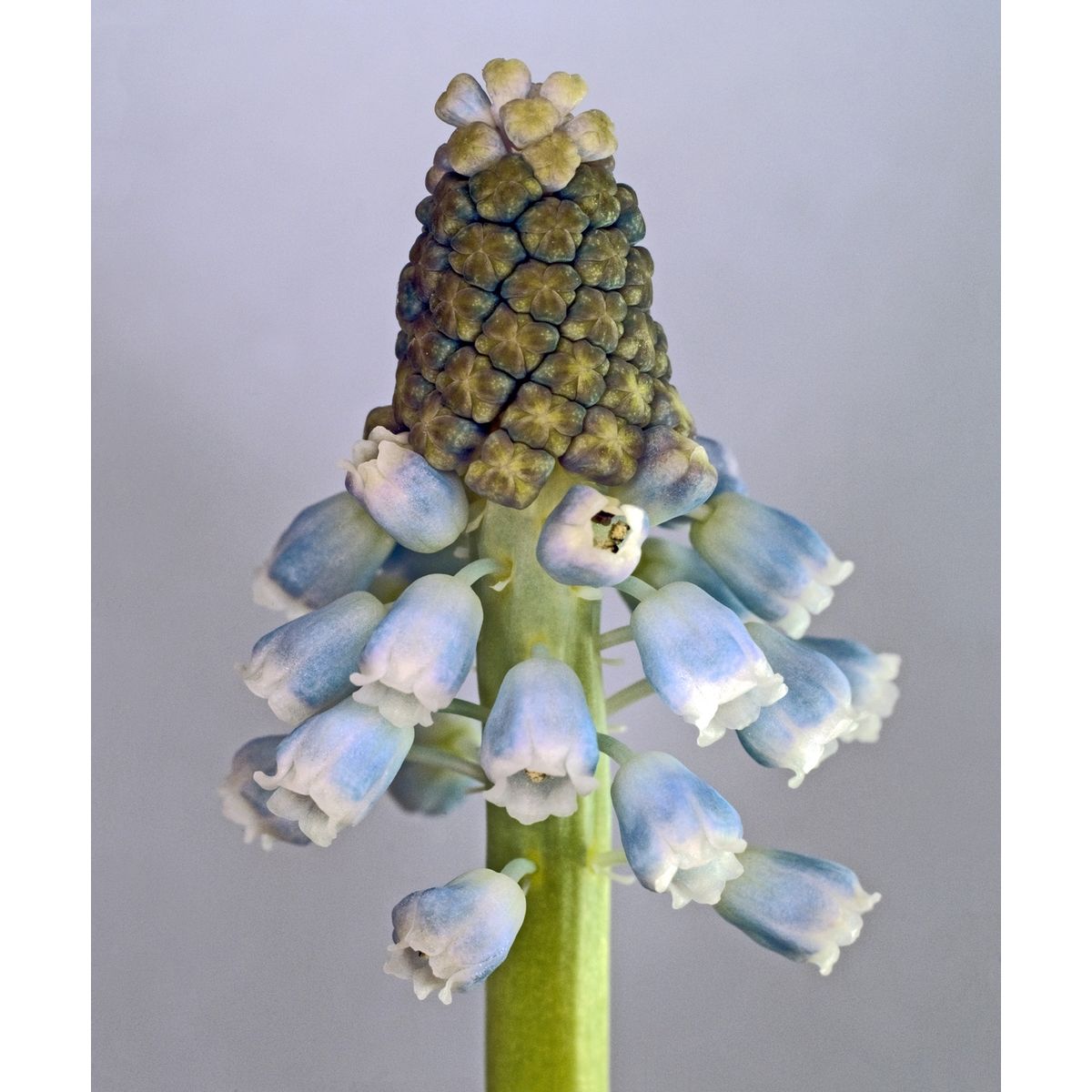 Muscari Botryoides af Pauline Snoeijs