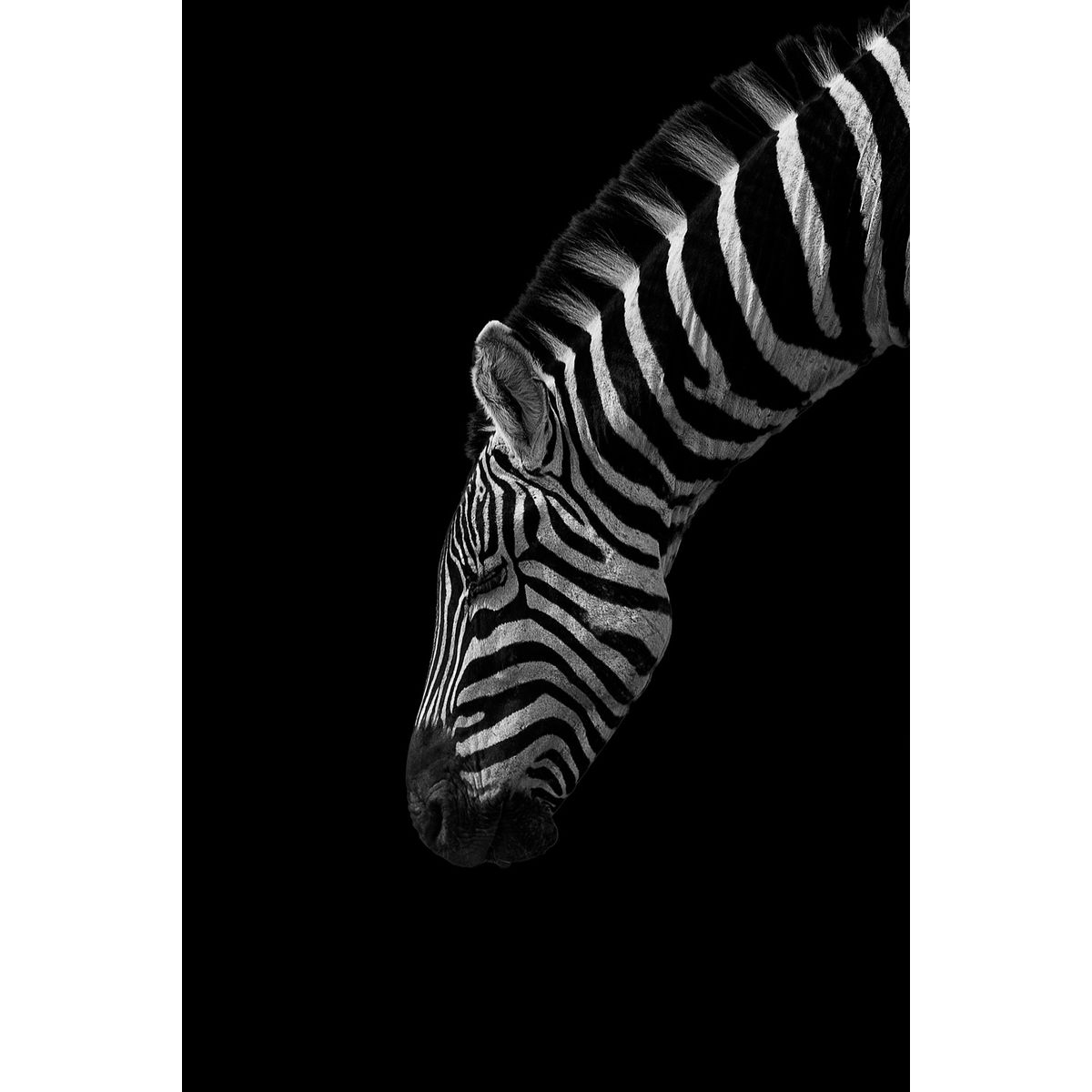 Black and White Stripes af Mikkel Beiter