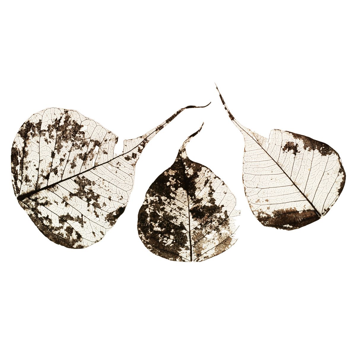 Fallen Leaves #1 af Tal Paz-Fridman