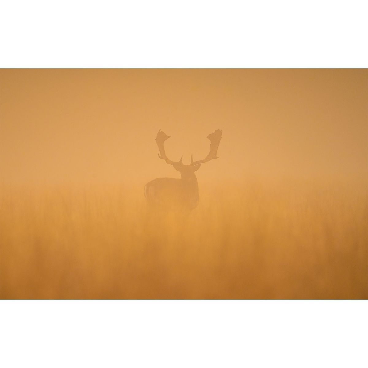 Fallow deer stag at dawn af Daniel Faisst