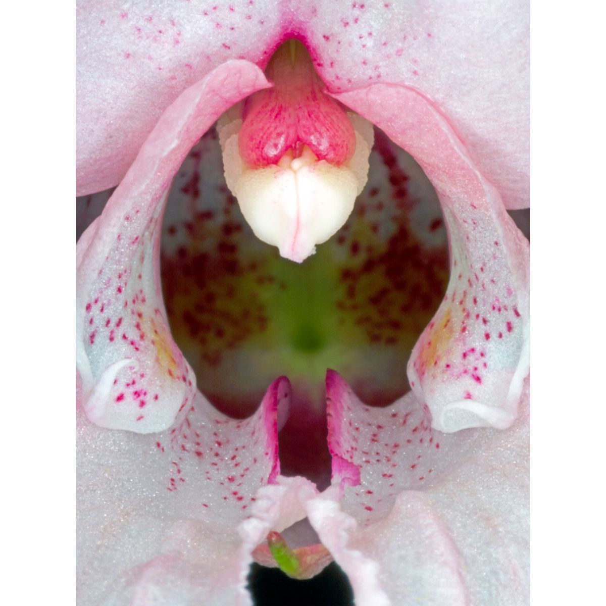 Impatiens Glandulifera af Pauline Snoeijs