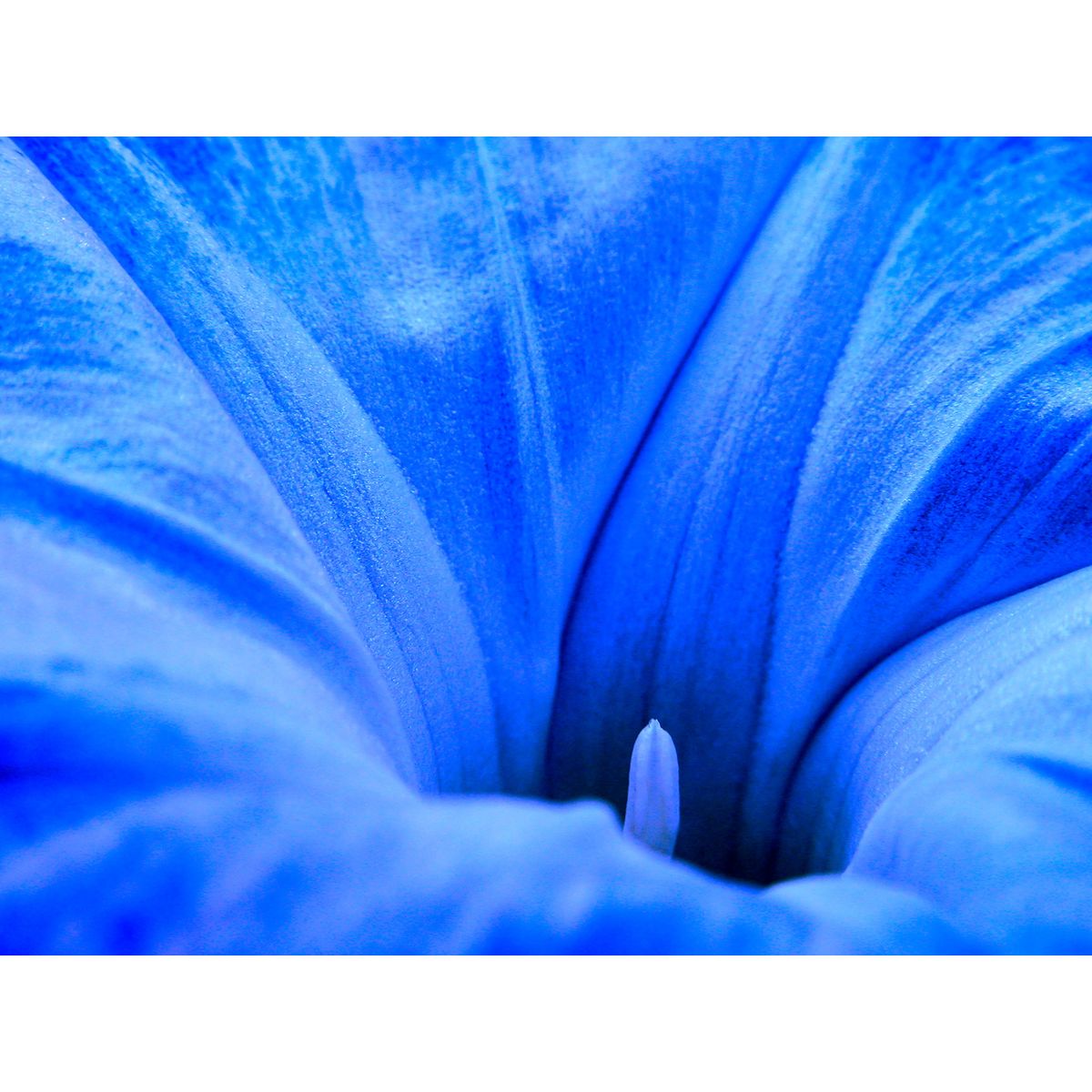 Ipomoea Tricolor af Pauline Snoeijs