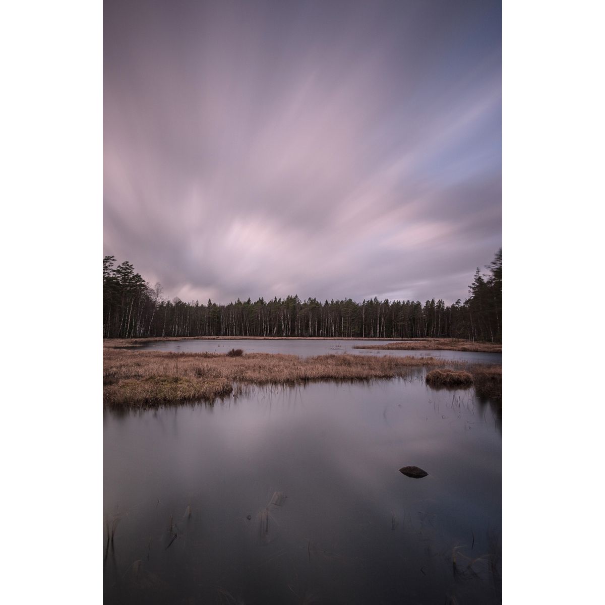 The Tree Line af Mikkel Beiter