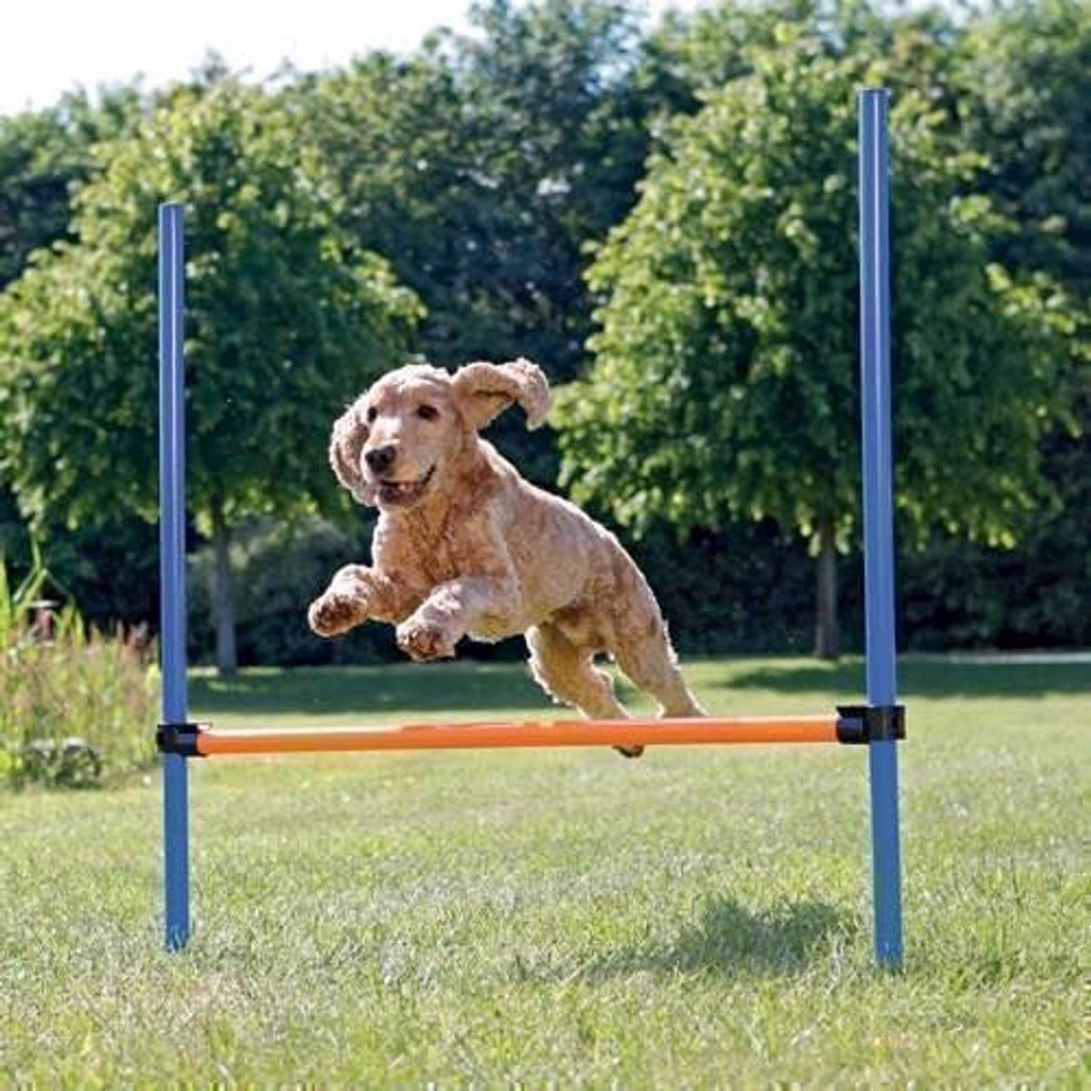 Agility spring til hunde