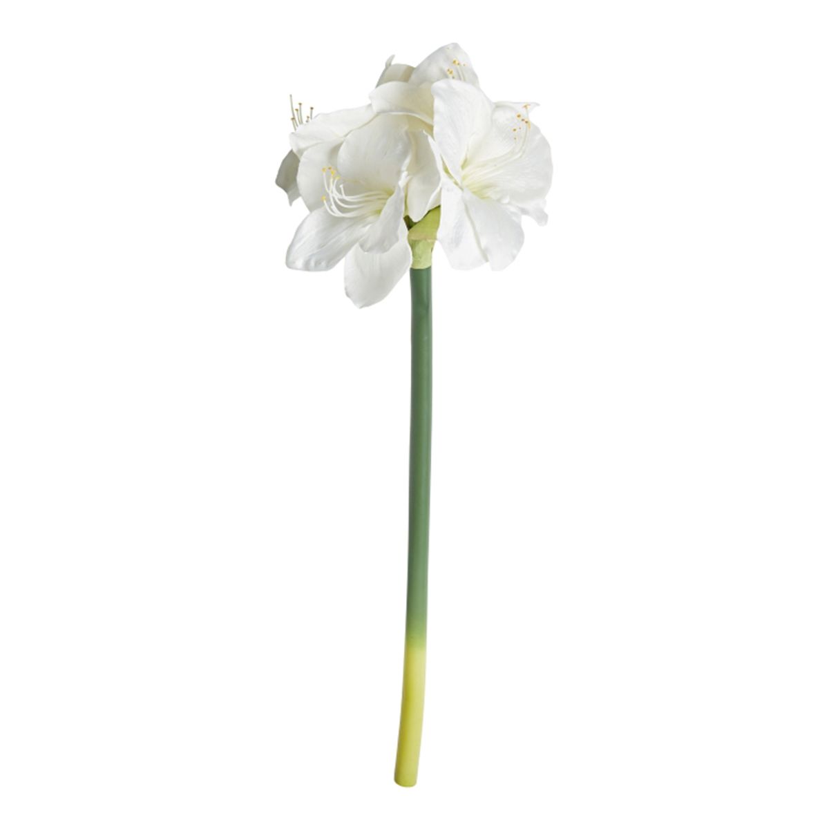 AMARYLLIS STILK HVID