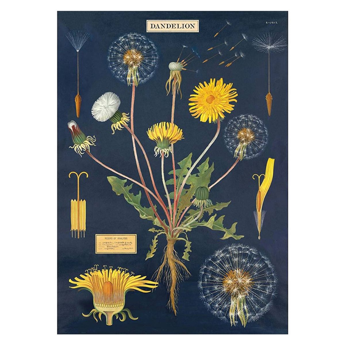 Cavallini - Plakat - Dandelion 50x70cm