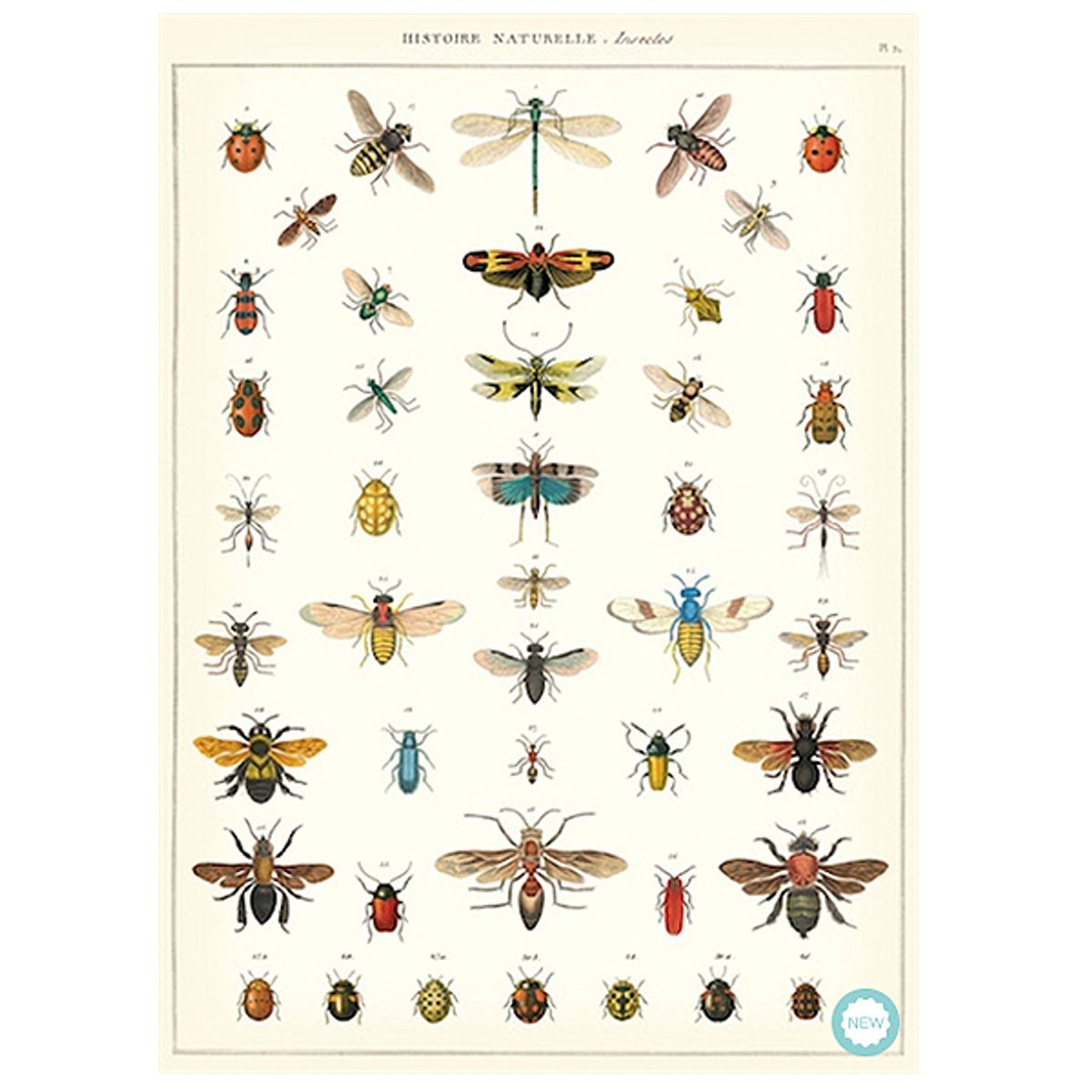 Cavallini - Plakat - History insects