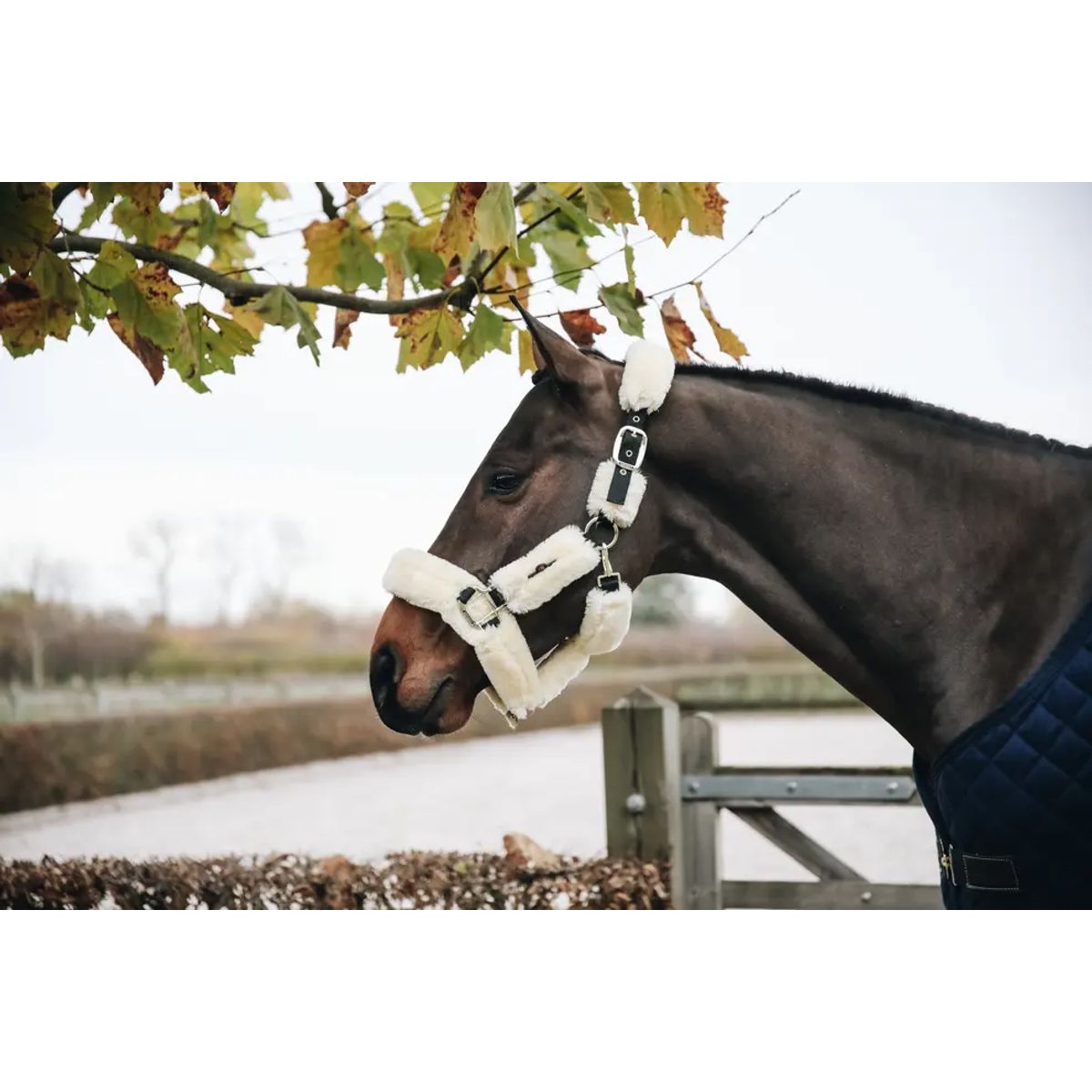 Kentucky Sheepskin Shipping Grime - Natur - COB