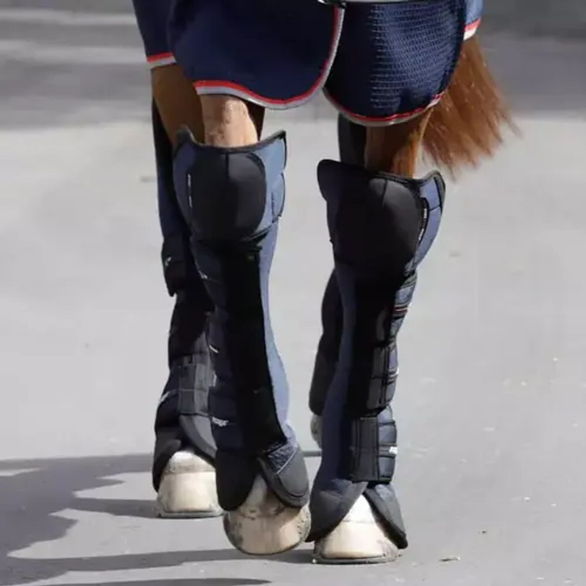 Premier Equine Airtechnology Knee Pro-Tech transportgamacher