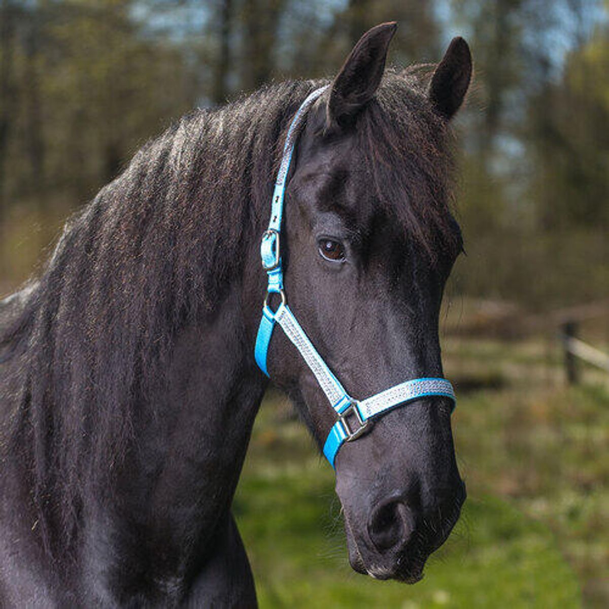 Globus "Romana" grime - Lyseblå, Pony