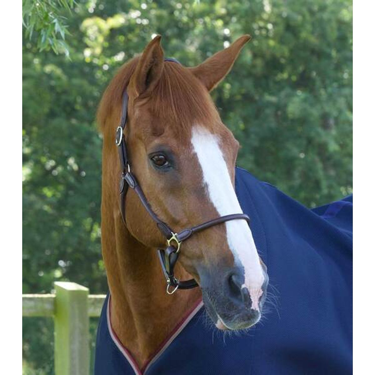 Premier Equine Hennaroso Rolled Anatomic læder grime - Brun, Cob