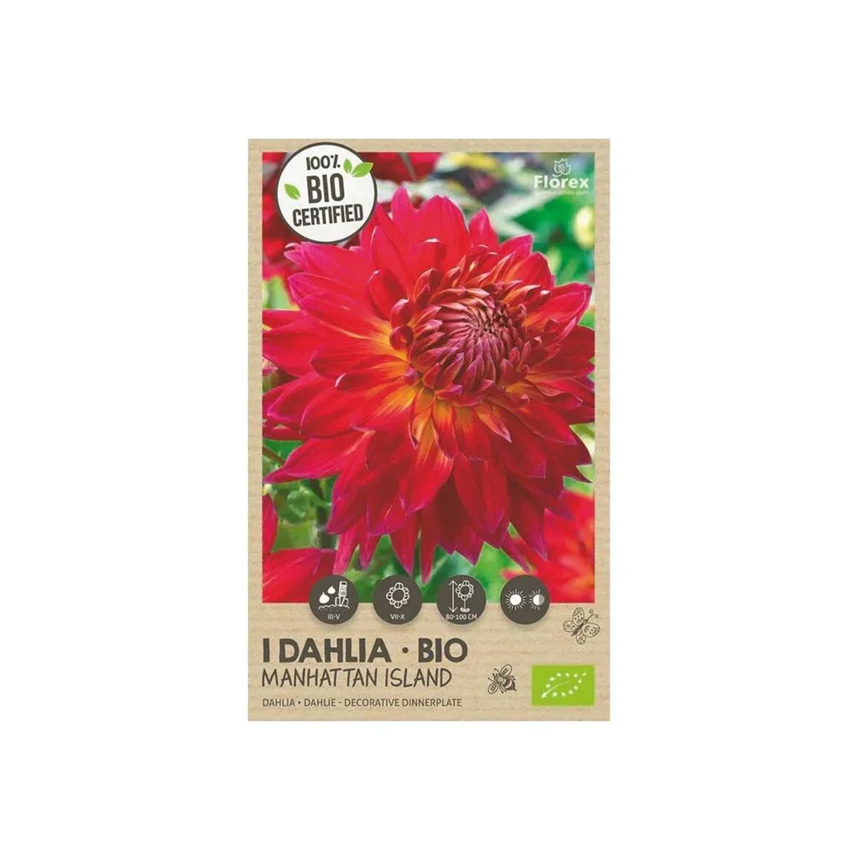 Økologisk Dahlia "Manhattan Island XXL" - 1 løg