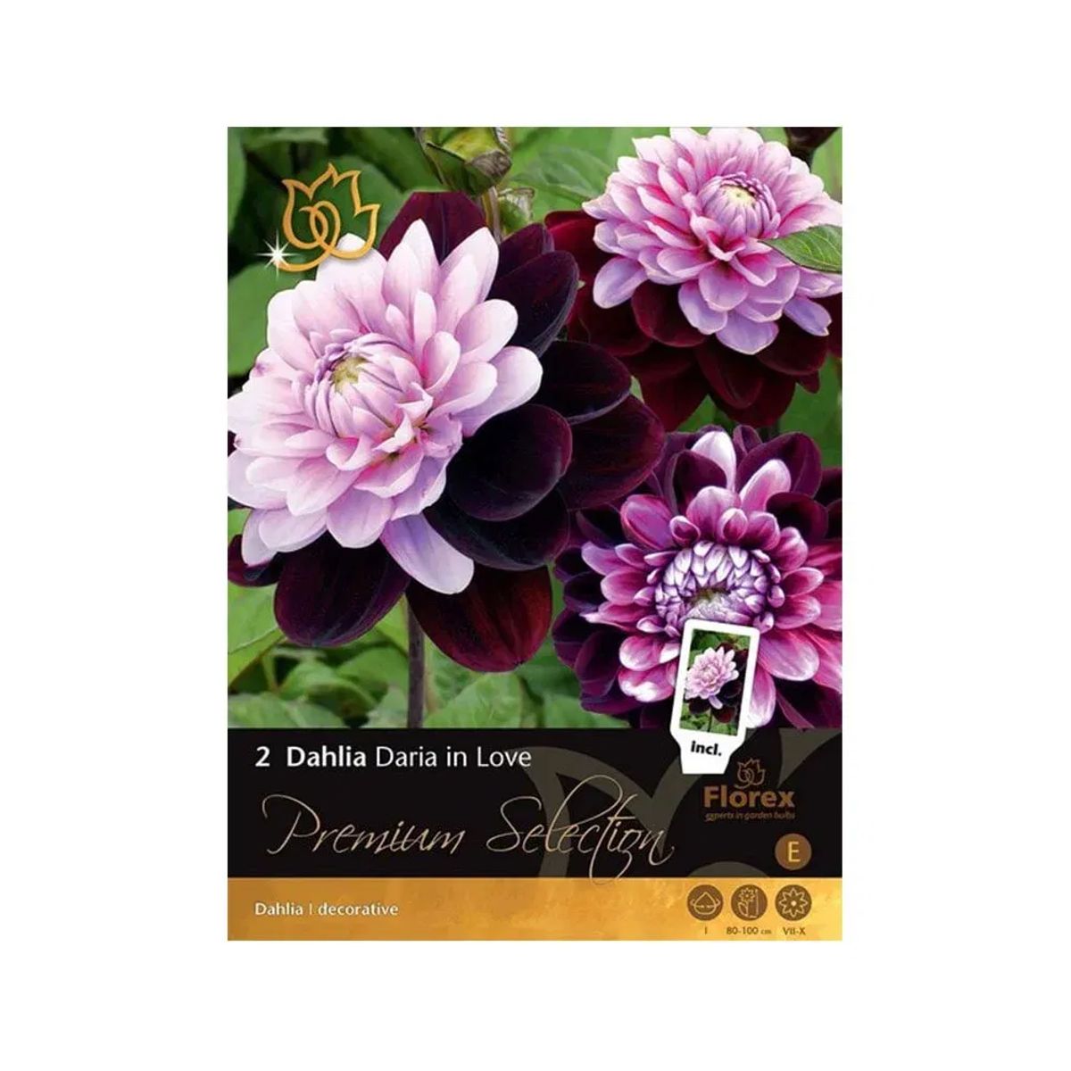 Premium Dahlia "Daria in Love" - 2 løg