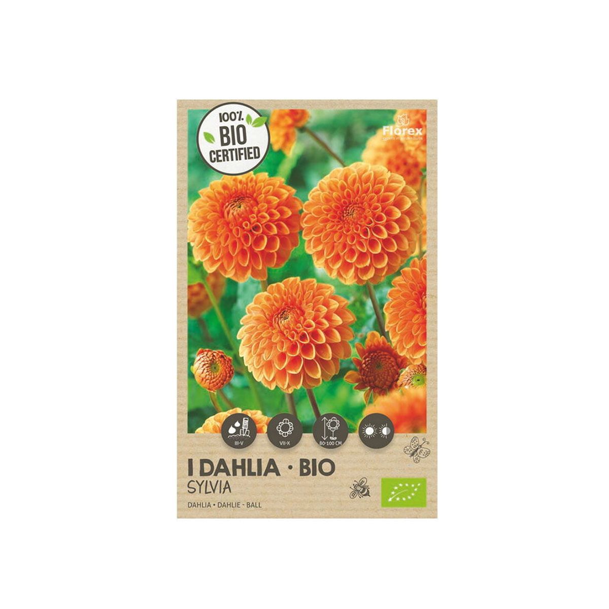 Økologisk Dahlia "Sylvia" - 1 løg