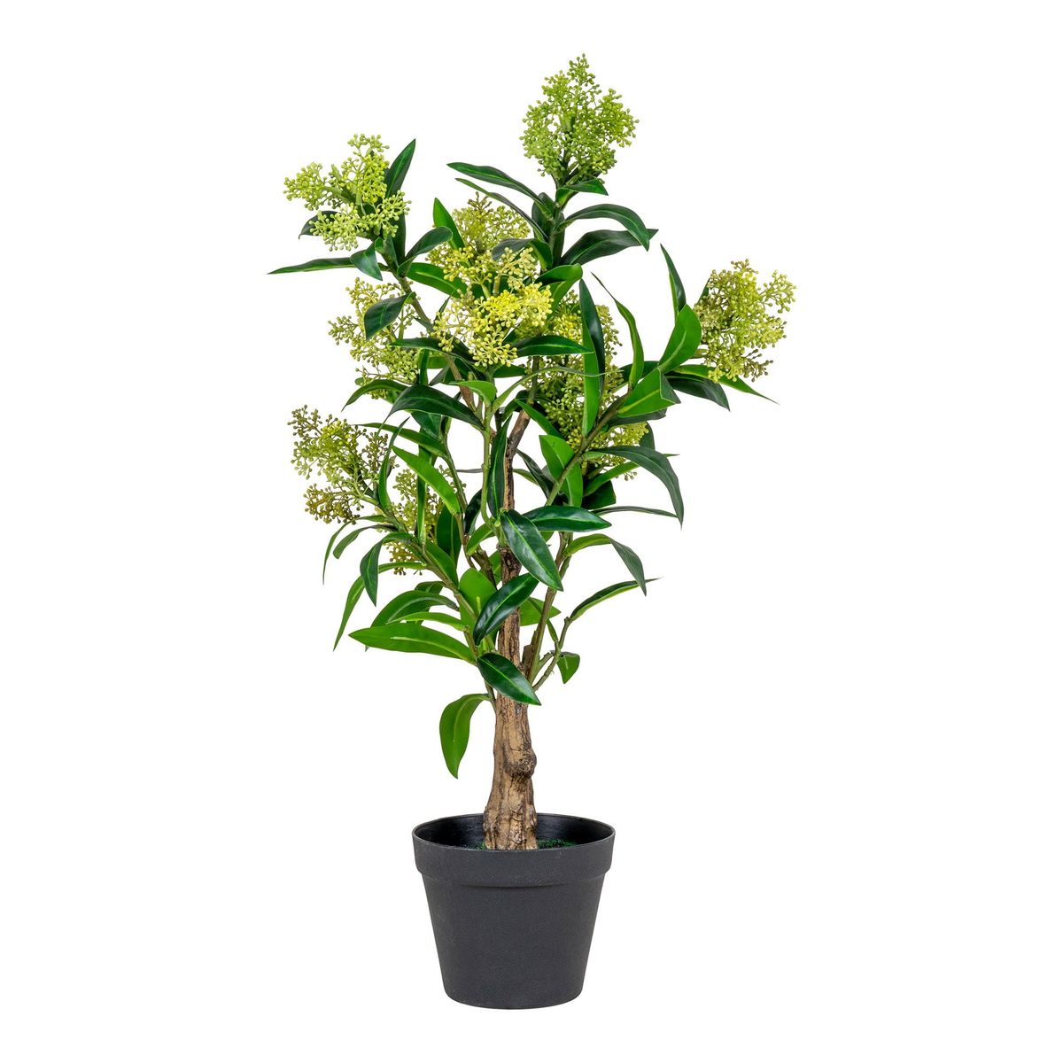 House Nordic - Skimmia Træ H75 cm