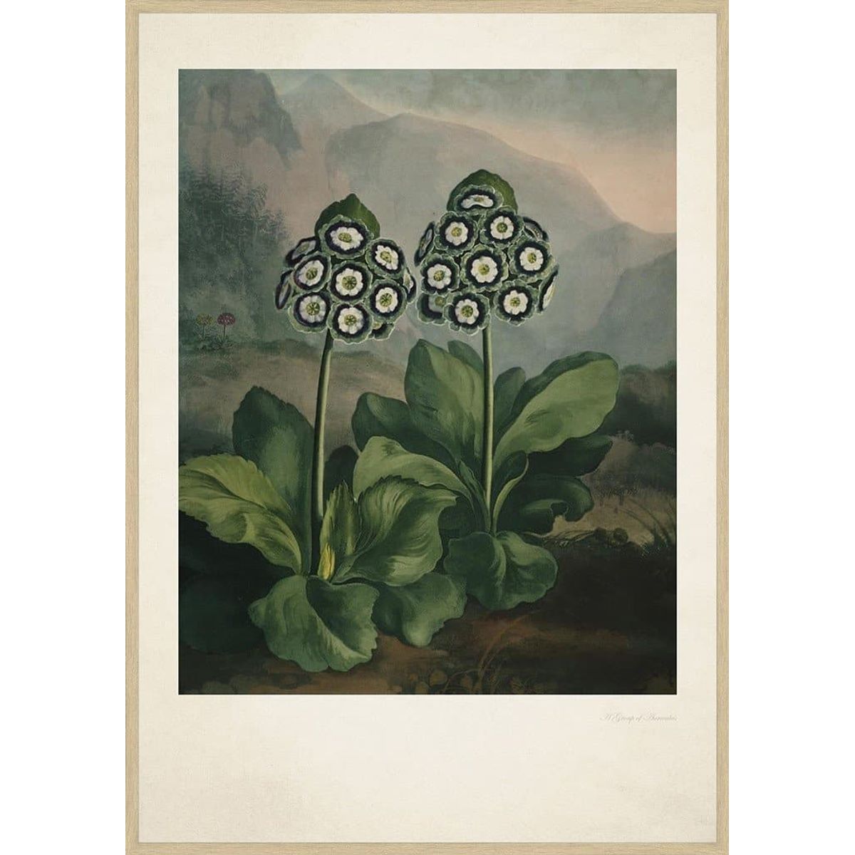 Vintage Auriculas 50x70