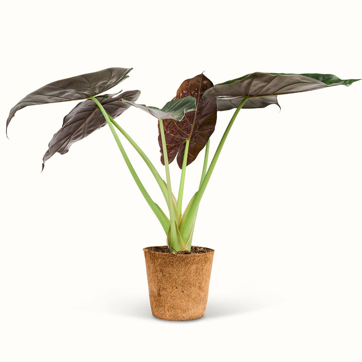 Alocasia Wentii - XL (H:40 cm - Ø:17 cm)