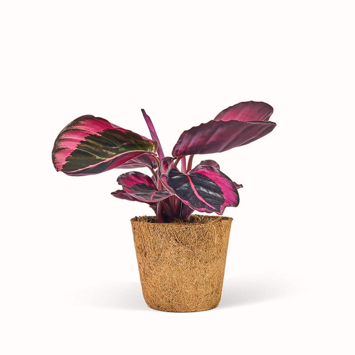 Calathea Jessie - Fiskebensplante (Goeppertia) - Stor (H:25 cm - Ø:11 cm)