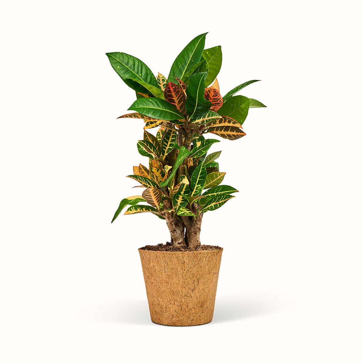 Codiaeum Petra - Kroton - XL (H:50 cm - Ø:17 cm)