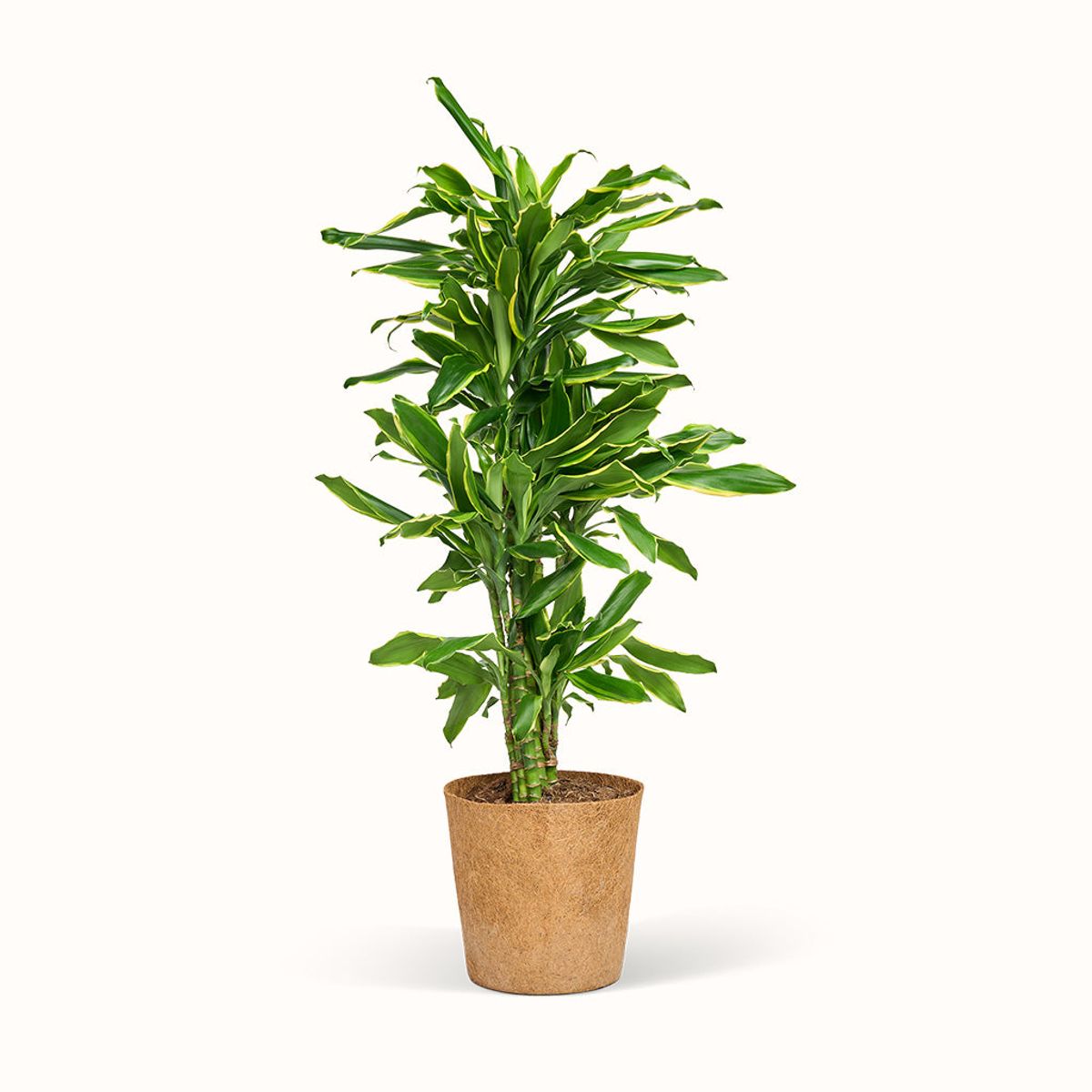 Dracaena Gold Coast - Drageblodstræ - Størrelse: XXL (H:110 CM - Ø:24 CM)