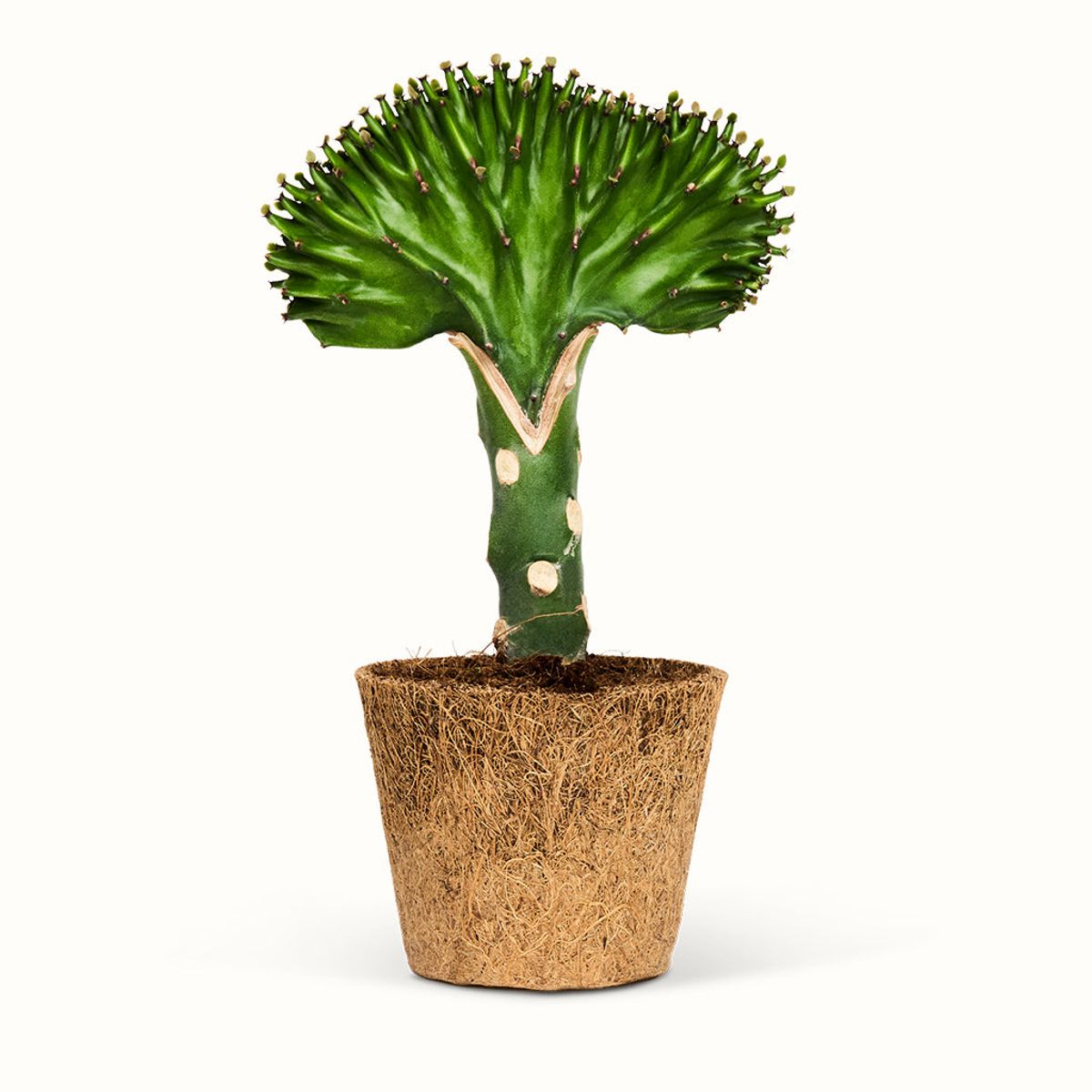 Euphorbia Lactea Koralkaktus - Mellem (H:20 cm - Ø:9 cm) / Grøn