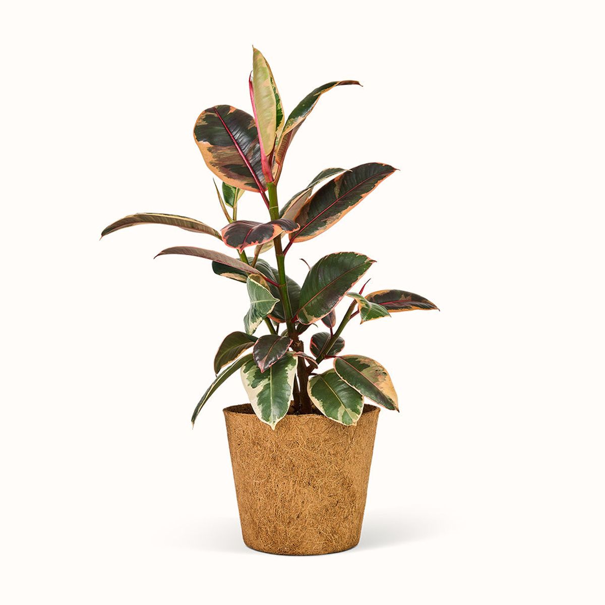 Ficus Elastica Belize - Gummitræ - XL (H:40 CM - Ø:17 CM)